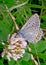 Photography of TheÂ common blue butterflyÂ Polyommatus icarus